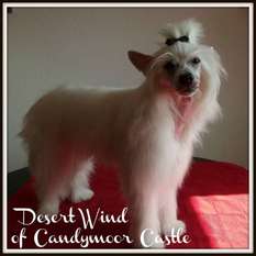 Desert Wind Of Candymoor Castle Desert Wind Of Candymoor Castle
