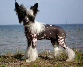Tippytoes Petite Coquette Tippytoes Petite Coquette