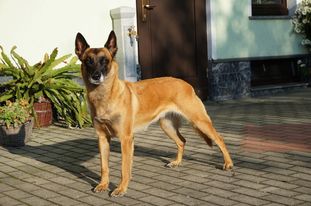 Lexa vom schwarzen Merlin Lexa vom schwarzen Merlin