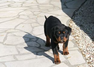 Lupo aus der Wildnis Lupo aus der Wildnis