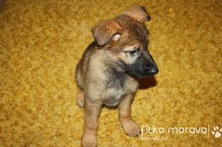 Miky Filko Morava Miky Filko Morava