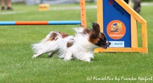 Flying Sunshine Zelino Flying Sunshine Zelino