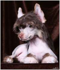 Dogland Happy Favourite Dogland Happy Favourite
