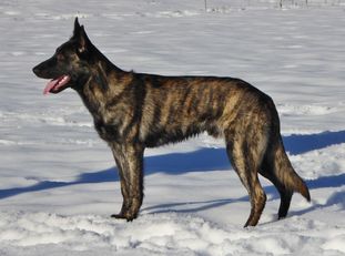 Juggernaut von der Schafers Weg Juggernaut von der Schafers Weg