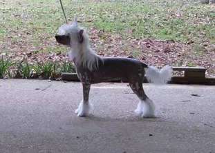 Ethereal's Expecto Patronum Ethereal's Expecto Patronum