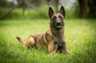 Kullberg K9's Arson Kullberg K9's Arson