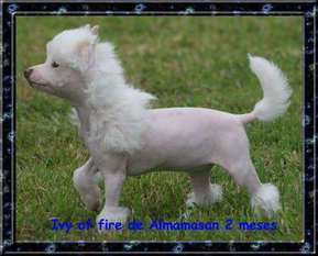 Ivy Of Fire De Almamasan Ivy Of Fire De Almamasan