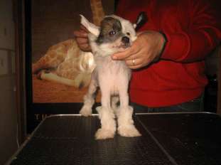 La Vendjes Gordy Jack Vorobey La Vendjes Gordy Jack Vorobey