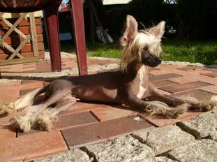 Gigi La Caline Sasima Gigi La Caline Sasima