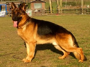 Bacco von der Freiheit Westerholt Bacco von der Freiheit Westerholt