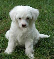Fluffy Little Champs Fluffy Little Champs
