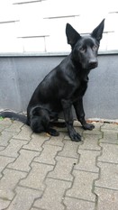 Monty aus der Königshöhle Monty aus der Königshöhle
