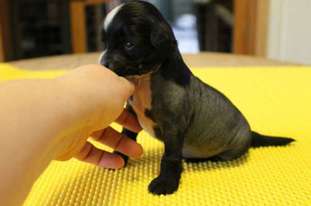 Night Fury Top Model De Rama Night Fury Top Model De Rama
