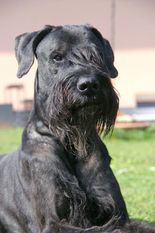Cedric vom Lindelbrunn Cedric vom Lindelbrunn
