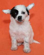 Pikalo Canine's Sarah Bernard Pikalo Canine's Sarah Bernard
