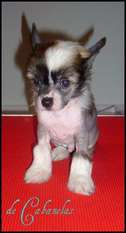 Small Wresdler De Cabanelas Small Wresdler De Cabanelas