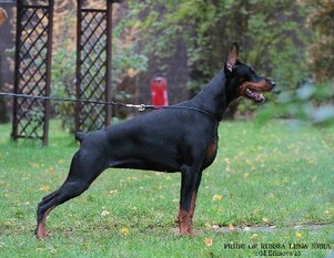 Pride of Russia Luna Nera Pride of Russia Luna Nera
