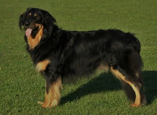 Bellfast grofje Celjski Bellfast grofje Celjski