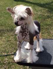 Famous I Could Hairless Famous I Could Hairless