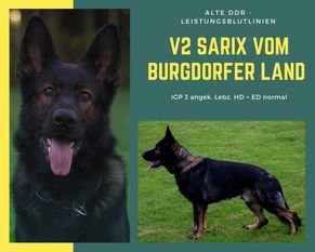 Sarix vom Burgdorfer Land Sarix vom Burgdorfer Land