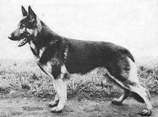 Arko von der Delog Arko von der Delog
