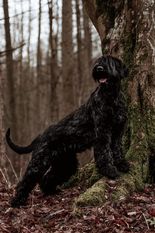 B'Kolyn vom schwarzen Nordlicht B'Kolyn vom schwarzen Nordlicht