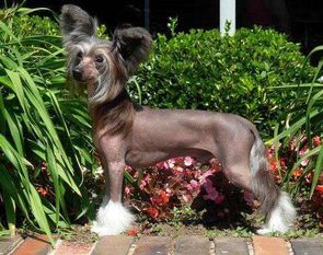 Gch. Cinondra's Gemstone Heavy Metal Thunder Gch. Cinondra's Gemstone Heavy Metal Thunder