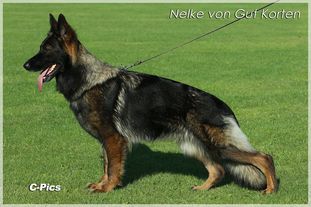 Nelke von Gut Korten Nelke von Gut Korten