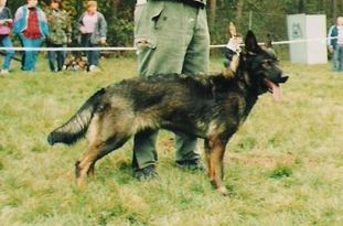 Gola od Policie CS Gola od Policie CS