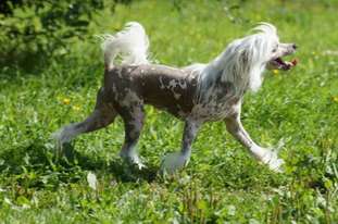 Ingrus Tsaritsa Elena Ingrus Tsaritsa Elena