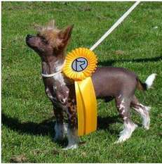 Cat's China Dogs Mister Xandres Cat's China Dogs Mister Xandres