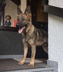 Basko von der Geigenbauersiedlung Basko von der Geigenbauersiedlung