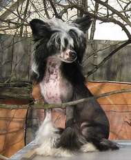 Premier Mari Top Model Ot Angel O'check. Premier Mari Top Model Ot Angel O'check.