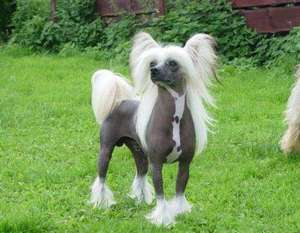 Desertwind Little Champs - Sire Of Merit Desertwind Little Champs - Sire Of Merit