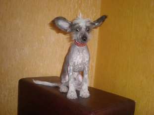 Moxito Gotie Moxito Gotie