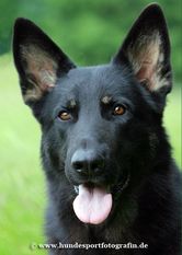 Lobo von der Dellwiger Grenze Lobo von der Dellwiger Grenze