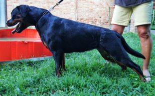 Abanera, LO1940806 Abanera, LO1940806