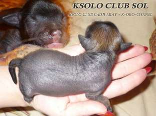 Ksolo Club Sol Ksolo Club Sol