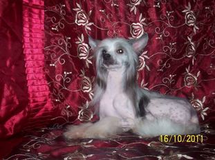 Hoschi Banzai Princess Gold Anet Hoschi Banzai Princess Gold Anet
