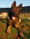 Ahiris Guardia Austral