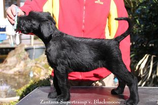 Zantana Supertramp von Blackmoore Zantana Supertramp von Blackmoore