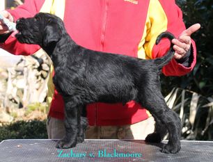 Zachary von Blackmoore Zachary von Blackmoore