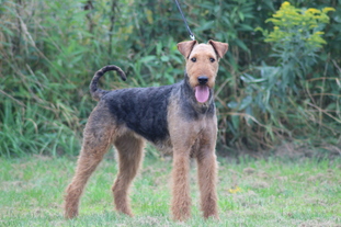 Henriette von Wales Henriette von Wales