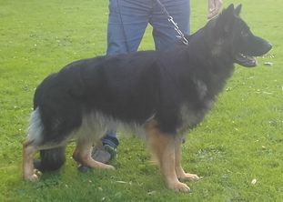 Hank vom alten Lindenstumpf Hank vom alten Lindenstumpf