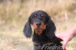 Glückskind vom alten Friedrich Glückskind vom alten Friedrich