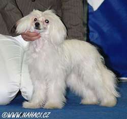 New Wave White Breeze De Gabritho New Wave White Breeze De Gabritho