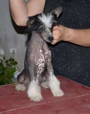 Edipo Falazairroo Edipo Falazairroo