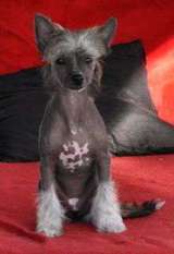Dogtrix Hispiga Harriet Dogtrix Hispiga Harriet