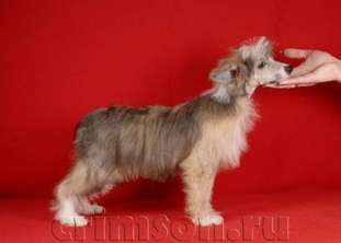 Rus Crimson Empaer Amur Rus Crimson Empaer Amur