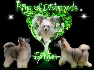 Diktus King Of Diamonds Diktus King Of Diamonds